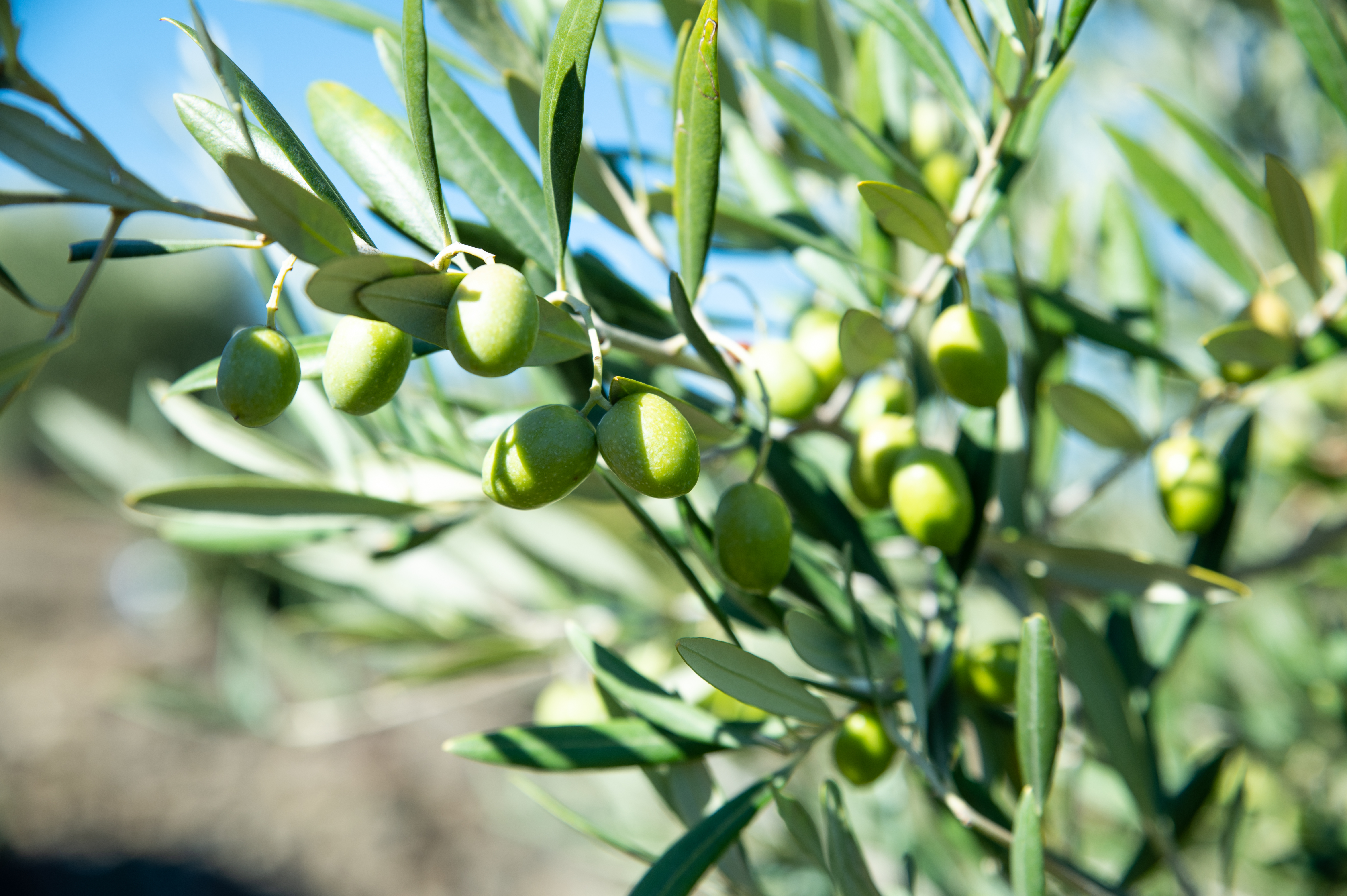 Olive Oil 0